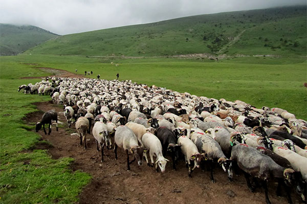 The flock of sheep in Pla d'Anyella. Serrat de la Teia